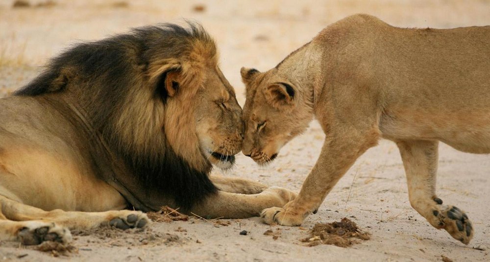 Se prohibirá la cría de leones para safaris de caza 