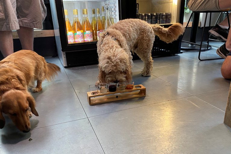 In London he opened the first cocktail bar for dogs