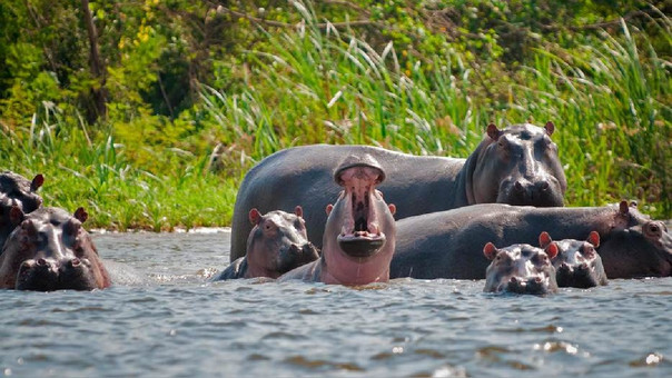 Hipopótamos declarados como especie invasora/National Geographic en Español
