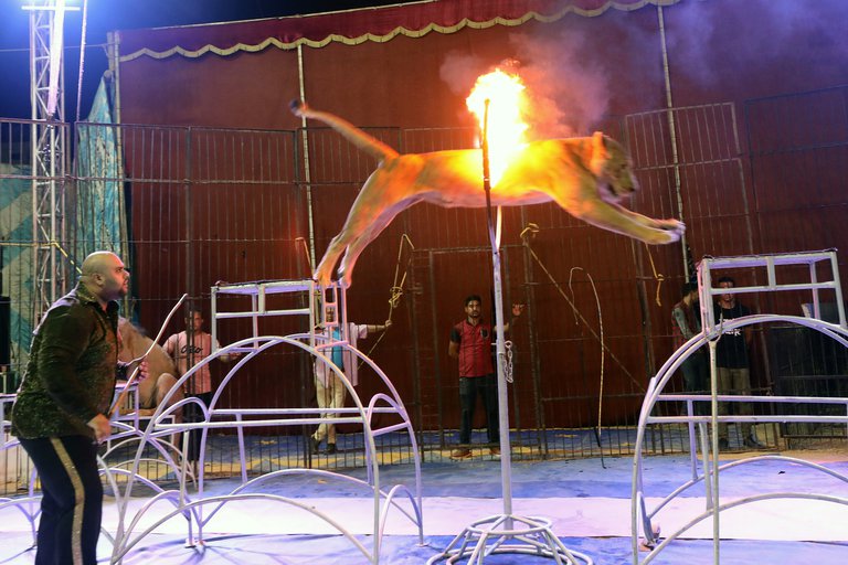 Animales salvajes en circo