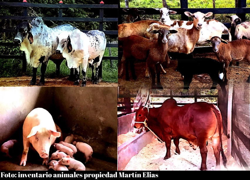 Animales Martín Elias