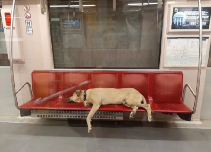 Boji duerme en las sillas del metro mientras llega a su destino