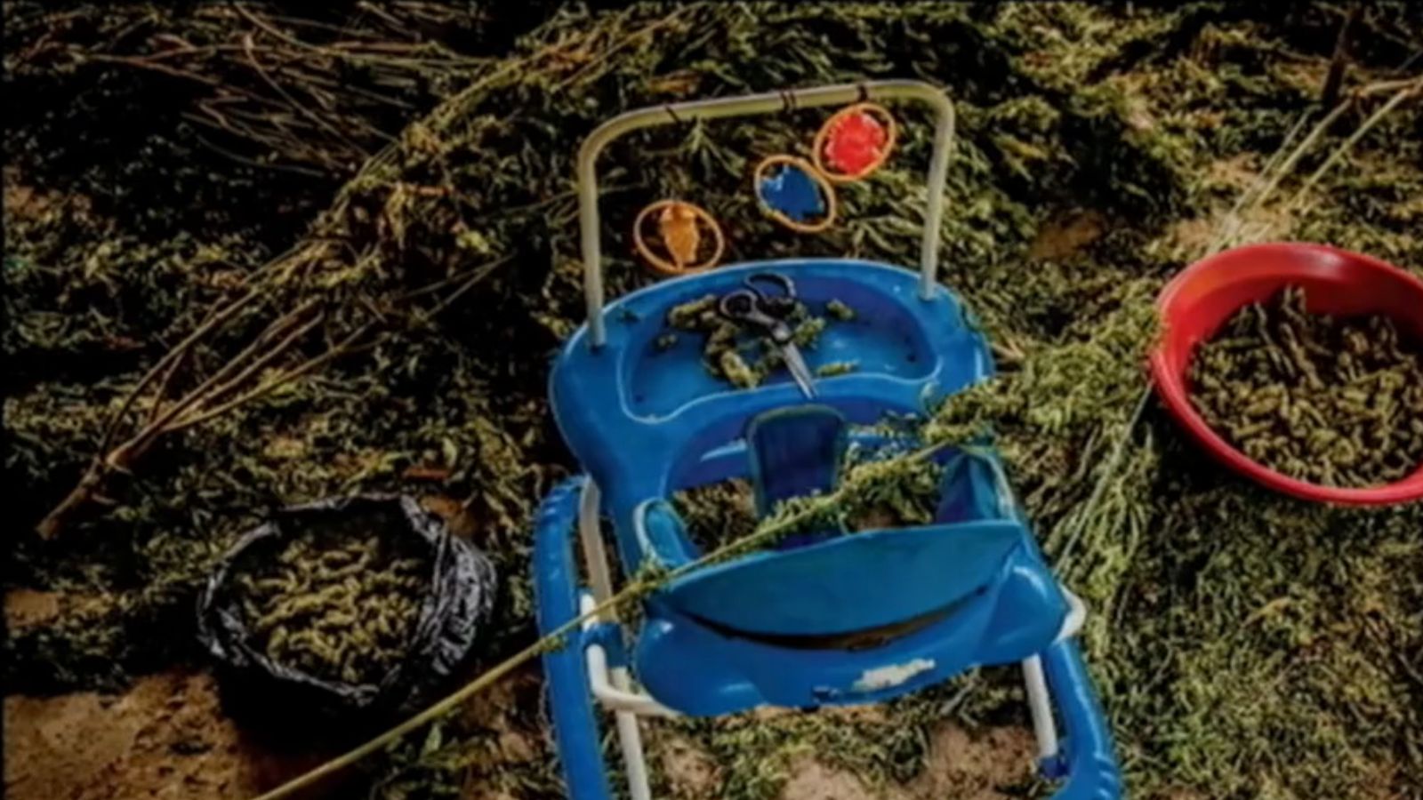 Caminador utilizado para cosechar marihuana/ Mauricio Vélez.