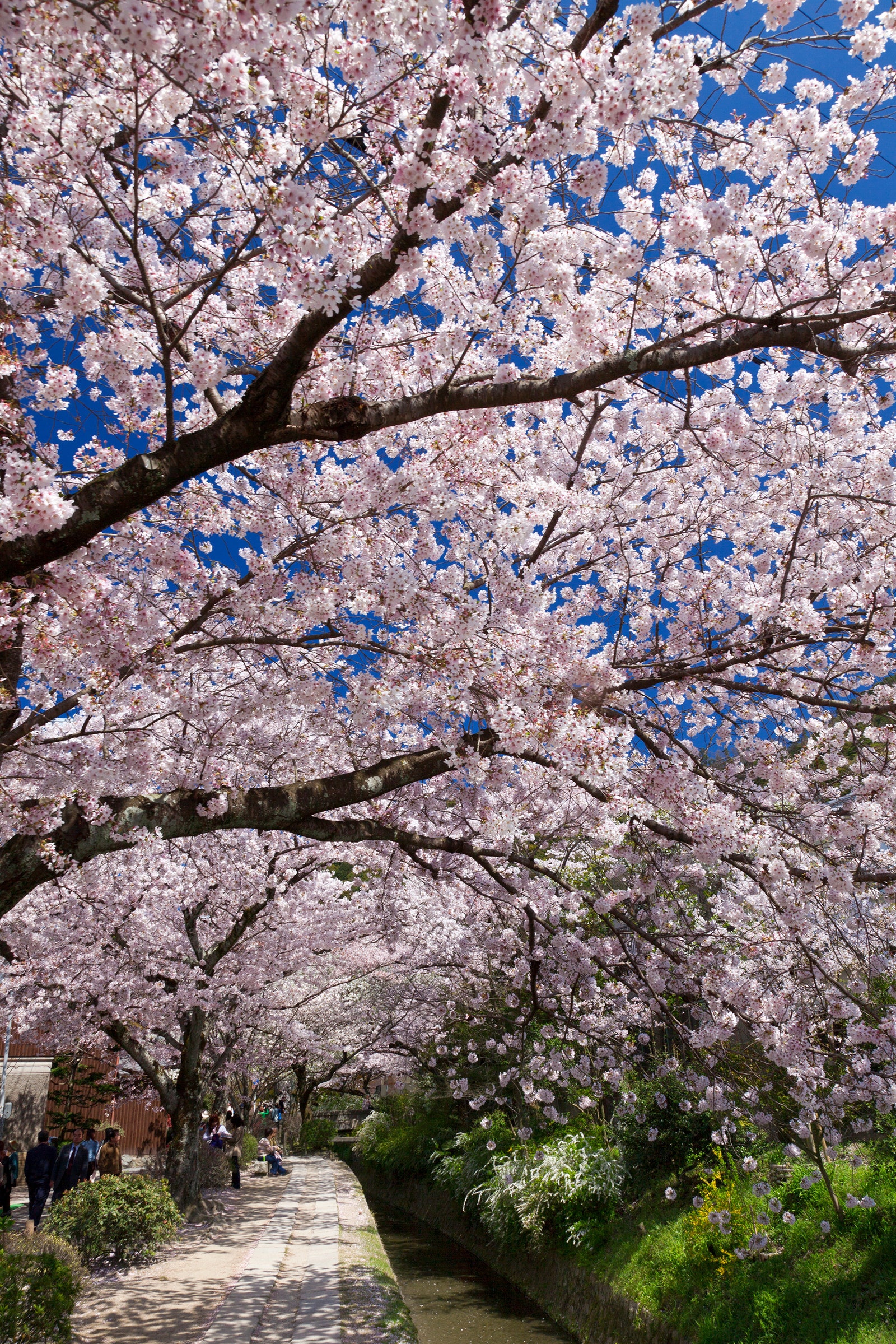 Kioto, Japón / Foto: AME/a.collectionRF / Getty Images.