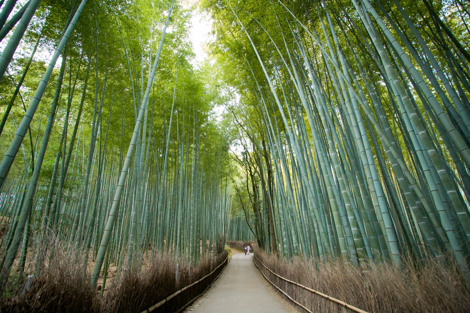 Kioto, Japón / Foto: Yuthongcome / Getty Images.