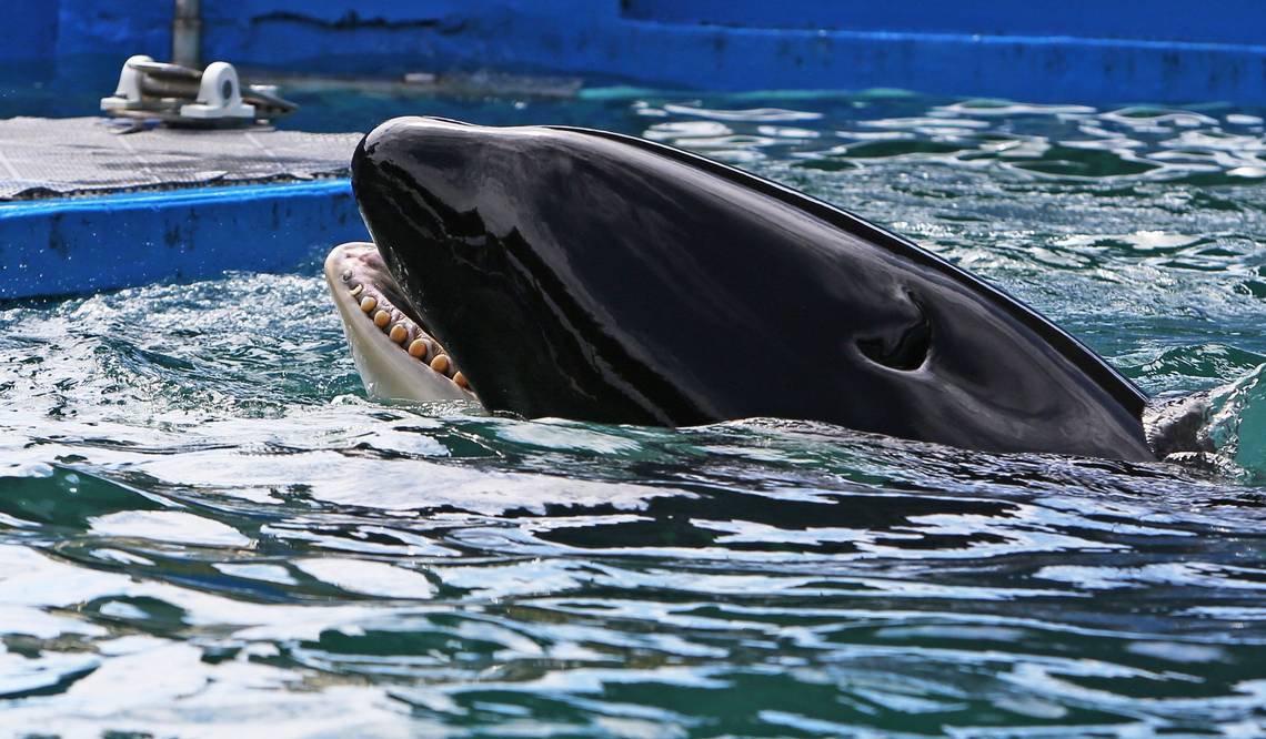 Lolita orca asesina del Miami Seaquarium / Foto: Miami Seaquarium