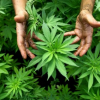 Canabbis medicinal