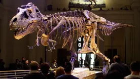 Descubren dos especies nuevas de dinosaurios en el Reino Unido