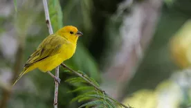 Colombia número uno en avistamiento de aves