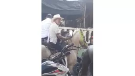 Denuncian descargas eléctricas contra un caballo en Icononzo, Tolima 