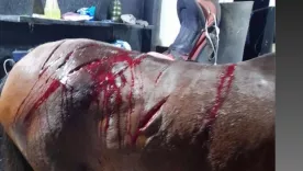 La brutal agresión contra una yegua preñada en un criadero en Cundinamarca