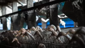 Por primera vez prohíben jaulas de batería en granjas de patos
