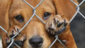 Judicializan tres personas por agresiones a caninos en Tolima y Cundinamarca