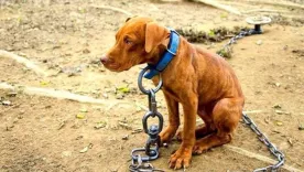 Judicialización contra presuntos responsables de maltrato animal