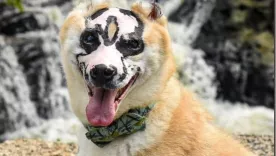 Taka: Perro víctima de un incendio que realiza terapias con quemados