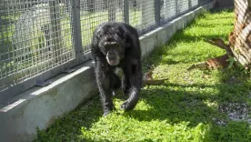 Rescatan a Tonka: el chimpancé que apareció en la película 'Buddy'