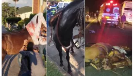 Denuncian maltrato de caballos durante cabalgata en Feria de Buga