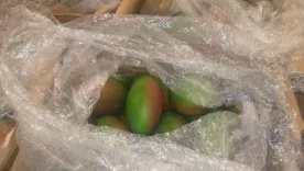 Mango colombiano