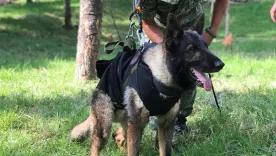 Murió canino mexicano rescatista en Turquía