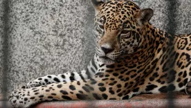 Los grandes felinos las nuevas víctimas del Cártel de Sinaloa: leones y otros sus mascotas