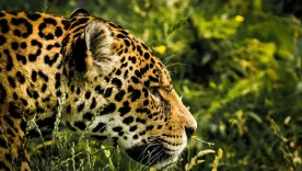 Jaguar en Colombia