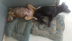 Dos perros: ‘Negro’ y ‘Mona las nuevas víctimas del terrorismo en Cali