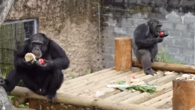 Videos desmienten agresividad de Pancho, el chimpancé abatido tras fuga del Bioparque Ukumarí