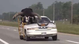 Toro en carro