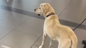 perros aeropuerto 