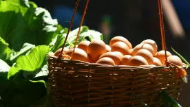 HUEVOS EN COLOMBIA