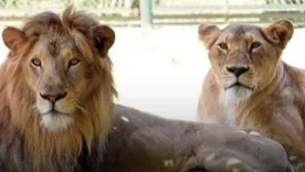 leones  Akbar y Sita,