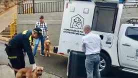 perros rescatados