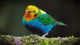 aves colombia