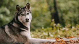 perro husky