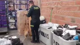 Marihuana incautada El Dorado