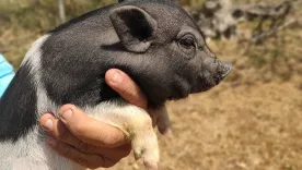 minipig pereira 