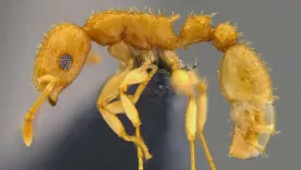 nueva hormiga colombiana