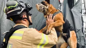 animales rescatados en desastres
