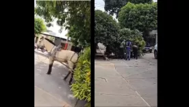 maltrato animal valledupar