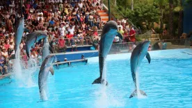 espectáculo con delfines