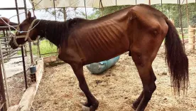 caballo-rescatado-jhonny-rivera