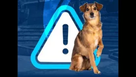 Campaña perros callejeros Grancolombiano