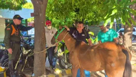 Conductor capturado por maltrato a caballo. 