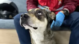 perro rescatado en transmilenio