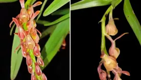 Epidendrum rasmussenii