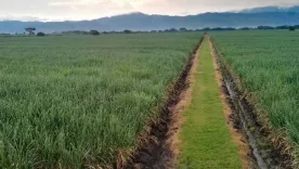 Cultivos de caña en el Valle del Cauca