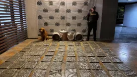 incautan 42 kilos de marihuana en cali