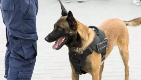 Perro de seguridad privada 