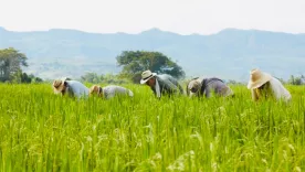 Productores de arroz escuchan a funcionarios del Banco Agrario y Finagro en una jornada de alivios financieros