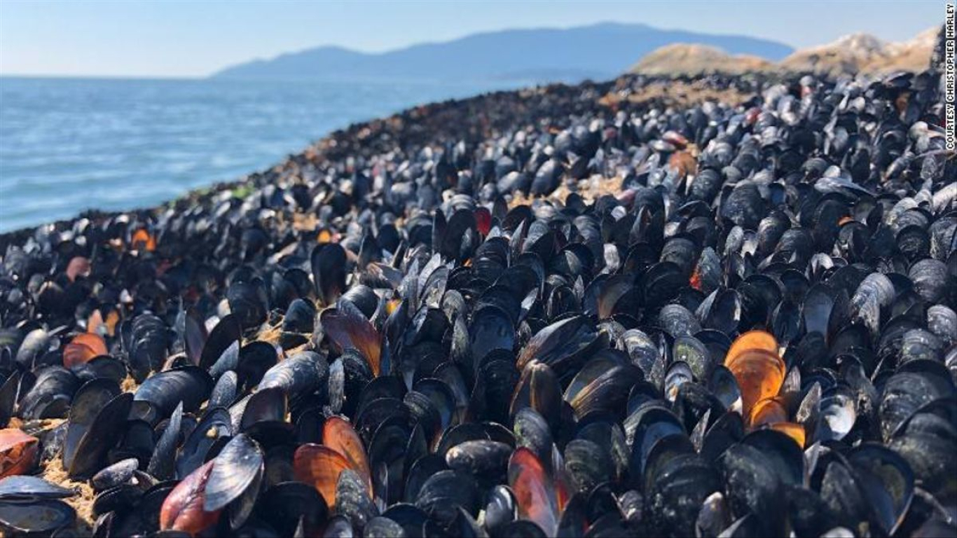 Mejillones